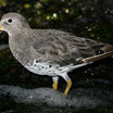 Surfbird